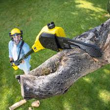 Best Fruit Tree Pruning  in Exander City, AL