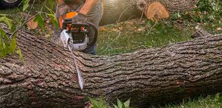 Best Tree Mulching  in Exander City, AL