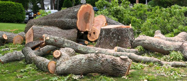 Best Tree Risk Assessment  in Exander City, AL