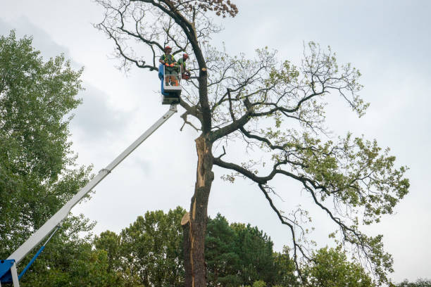 Best Root Management and Removal  in Exander City, AL
