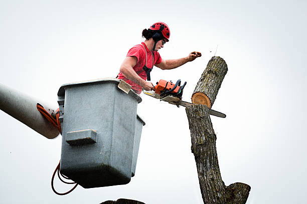 Best Tree Preservation Services  in Exander City, AL