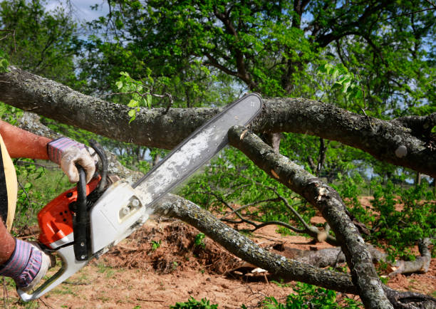 How Our Tree Care Process Works  in  Alexander City, AL